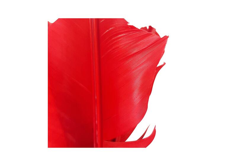 Replacement Feathers 