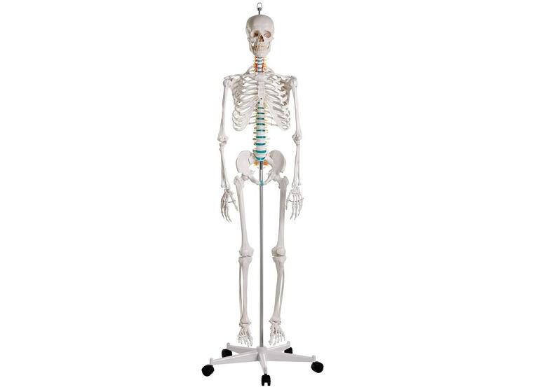 Erler Zimmer | Luuranko opetuskäyttöön Anatomiamalli 