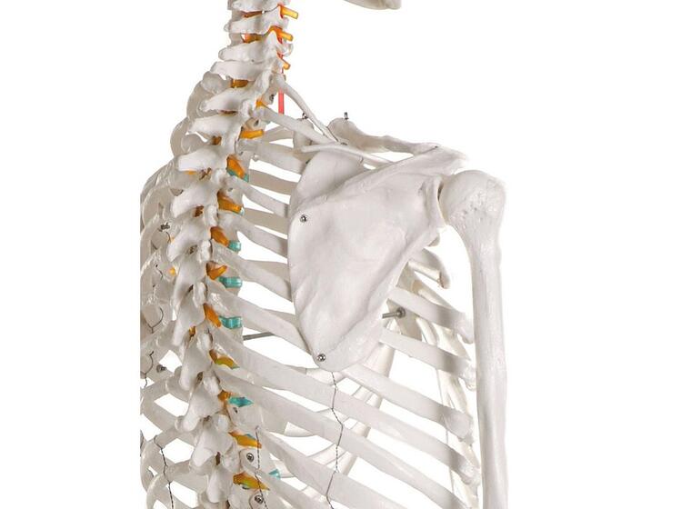 Erler Zimmer | Luuranko opetuskäyttöön Anatomiamalli 