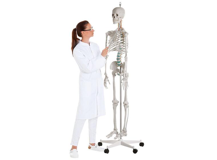 Erler Zimmer | Luuranko opetuskäyttöön Anatomiamalli 
