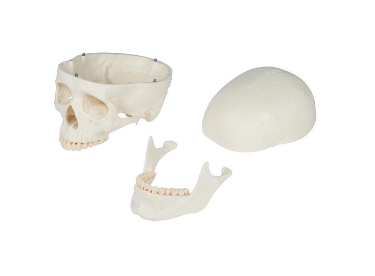 Erler Zimmer | Luuranko opetuskäyttöön Anatomiamalli 