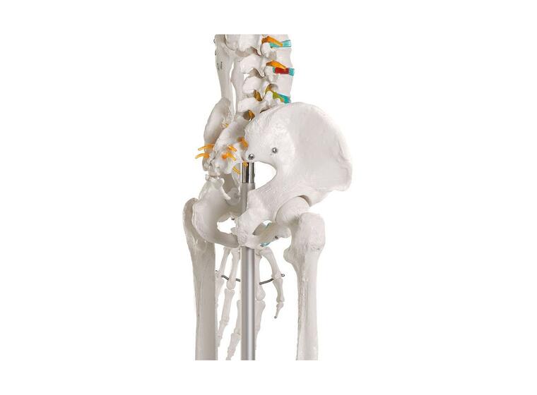 Erler Zimmer | Luuranko opetuskäyttöön Anatomiamalli 