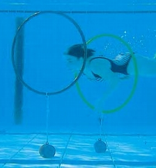 Sport-Thieme® Diving Hoop Game Set of 4