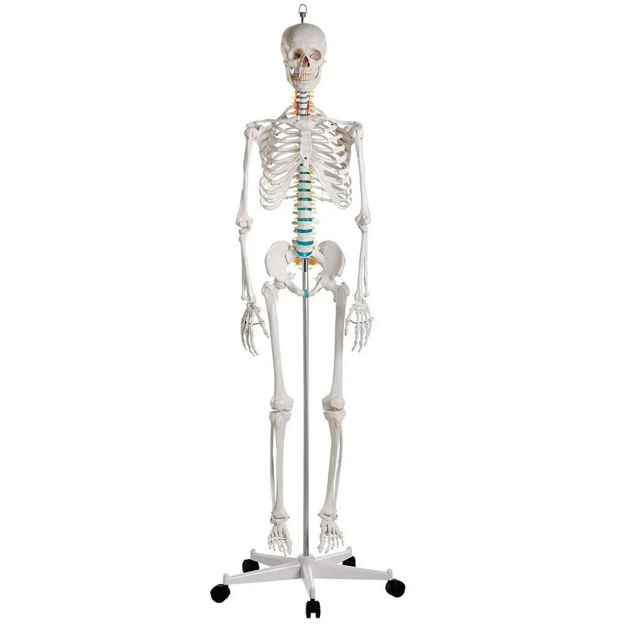 Erler Zimmer | Luuranko opetuskäyttöön Anatomiamalli 