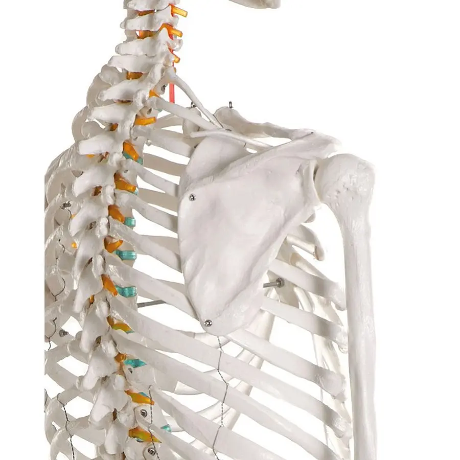 Erler Zimmer | Luuranko opetuskäyttöön Anatomiamalli 