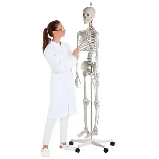 Erler Zimmer | Luuranko opetusk&#228;ytt&#246;&#246;n Anatomiamalli