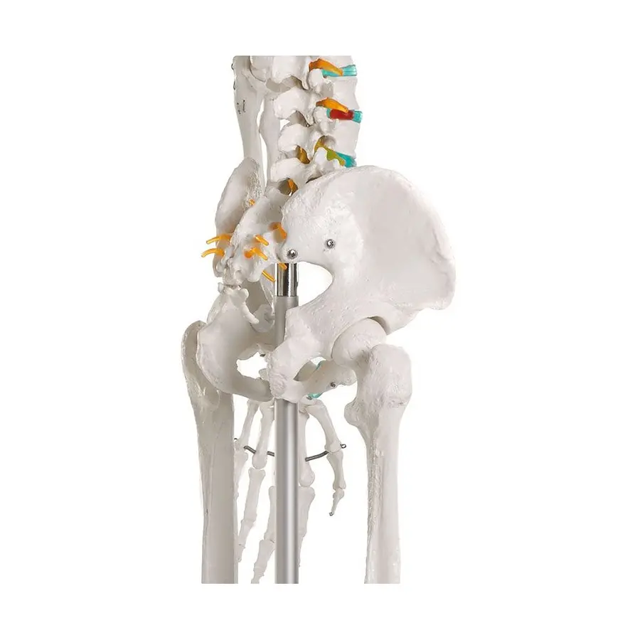 Erler Zimmer | Luuranko opetuskäyttöön Anatomiamalli 